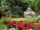 Ogród, Altanka, Róże