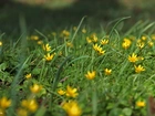 Ziarnopłon Wiosenny, Trawa, Zółte, Kwiaty