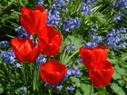 Czerwone, Tulipany, Niebieski, Hiacynt