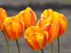 Pomarańczowożółte, Tulipany