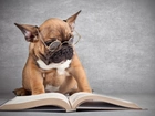 Pies, Okulary, Książka, Buldog francuski