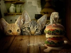 Dwa, Koty, Szczurek, Hamburgery