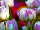 Kolorowe, Tulipany, Krople