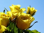 Żółte, Róże, Listki
