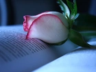 Biało, Różowy, Pąk, Róża, Książka