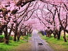 Droga, Kwitnące, Drzewa, Kot, Wiosna