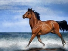 Koń, Morze, Niebo