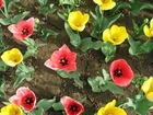 Kolorowe, Tulipany, Pole