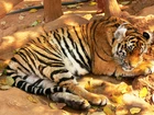 Tygrys, Tajlandia