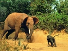 Słoń, Małpa, Atak