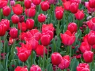 Czerwone, Tulipany