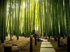 Egzotyczny, Bambusowy, Park
