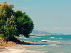 Morze, Drzewo, Zakynthos, Grecja