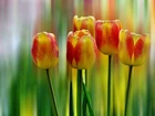 Tulipany, Tęczowe, Tło