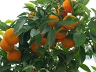 Drzewo, Pomarańcze, Liście