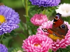 Motyl, Kolorowe, Kwiaty
