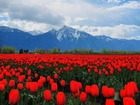 Czerwone, Tulipany, Góry
