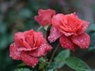 Czerwone, Róże, Krople, Deszczu