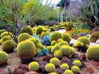 Ogród, Botaniczny, Kaktusy