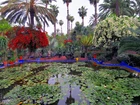 Piękny, Ogród, Staw, Majorelle, Marakesz, Maroko