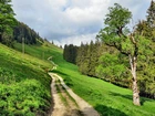 Droga, Zbocze, Drzewa, Szwajcaria