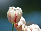 Biały, Tulipan