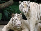 Dwa, Białe, Tygrysy
