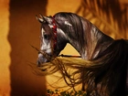 Koń, Arab, Ogon