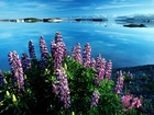 Kwiatki, Jezioro, Vitus, Alaska