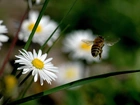 Pszczoła, Stokrotki