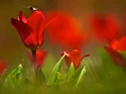 Czerwone, Tulipany, Pszczoła