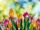 Kolorowe, Tulipany