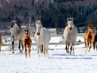 Konie, Źrebaki, Bieg, Snieg