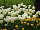 Białe, Żółte, Tulipany
