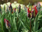 Czerwone, Tulipany, Postrzępione, Płatki