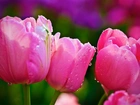 Różowe, Tulipany, Krople, Wody
