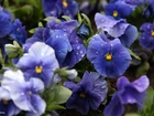 Niebieskie, Kwiaty, Bratki