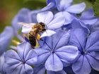 Pszczoła, Fioletowa, Hortensja