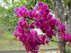 Orchidea, Drzewo