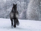 Koń, Zima