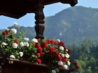 Pelargonie, Taras, Góry Alpy, Austria