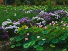 Kwiaty, Lotosu, Hortensja, Park
