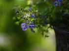 Niebieskie, Kwiatuszki, Donica, Park