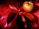 Jabłko, Czerwony, Liść