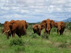 Słonie, Kenia