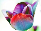 Kolorowy, Tulipan