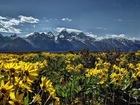 Park Narodowy Grand Teton, Wyoming, USA, Góry, Kwiaty, Łąka
