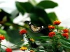 Motyl, Kolorowe, Kwiatki