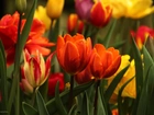 Tulipany, Kolorowe, Kwiaty