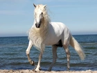 Biały, Koń, Grzywa, Morze